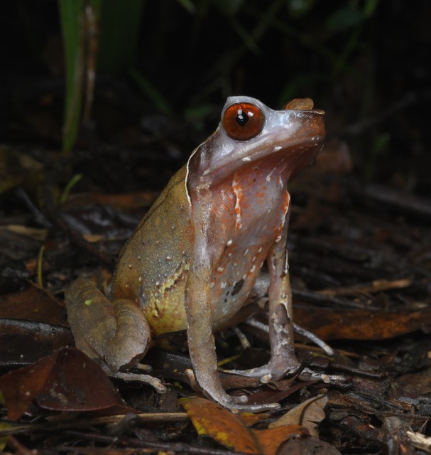 Twenty years of field data from China helps researchers identify amphibian biodiversity hotspots in China, including six previously unrecognized areas in mountain ranges in South China. Five of these hotspots are in urgent need of protection. In PNAS: ow.ly/iAai50RyyBc
