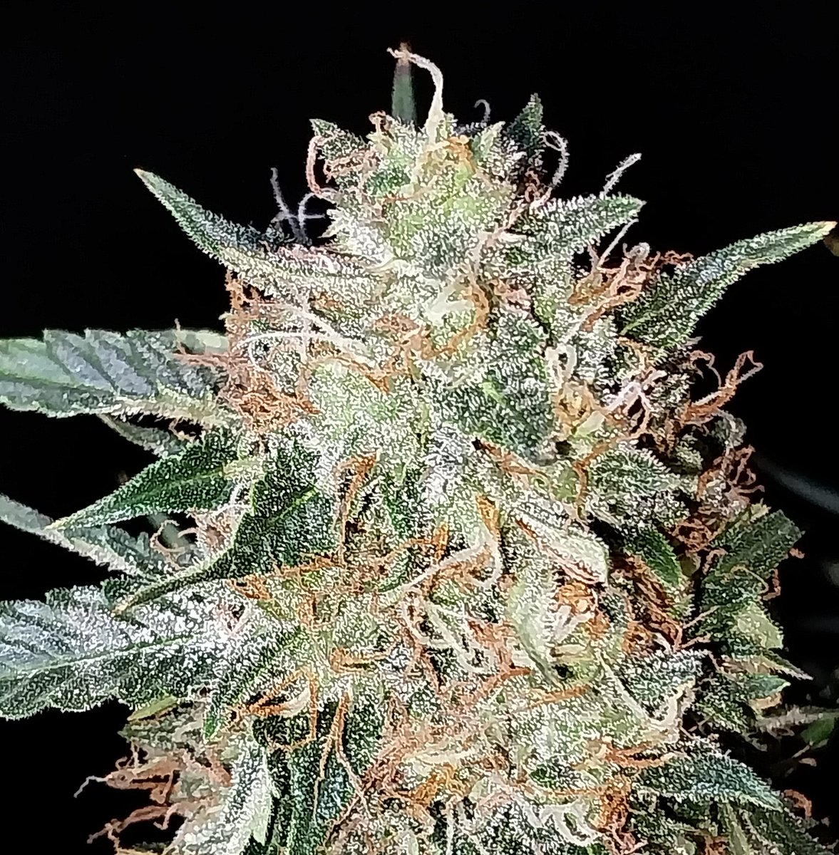 destroyer1990x's tweet photo. We did Harvest this one a couple of days ago, The 1st Northern Light AUTO we had. She is currently in the dry tent hanging around. I'm definitely looking forward to Medicating with this!¡! 

#ILGM #MDOLW #growyourown #StonerFam https://t.co/cbaBVmKle8