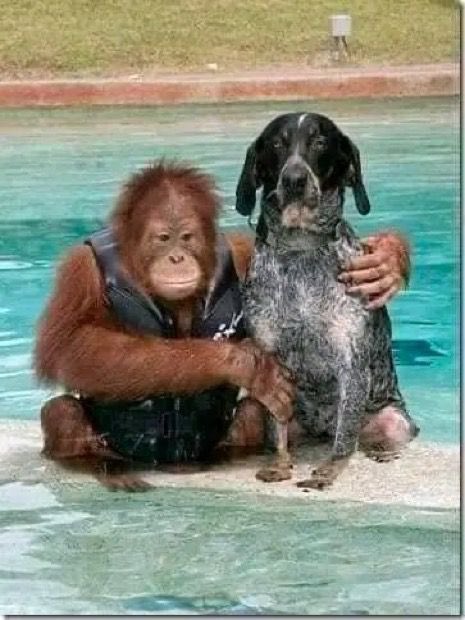 @Morbidful Compassion story: After losing his parents, Roscoe, a 3-year-old orangutan, was so depressed he wouldn't eat and didn't respond to medical treatment. The vets thought he may die from sadness. The zookeepers found an old dog on the grounds in the park at the zoo where the…