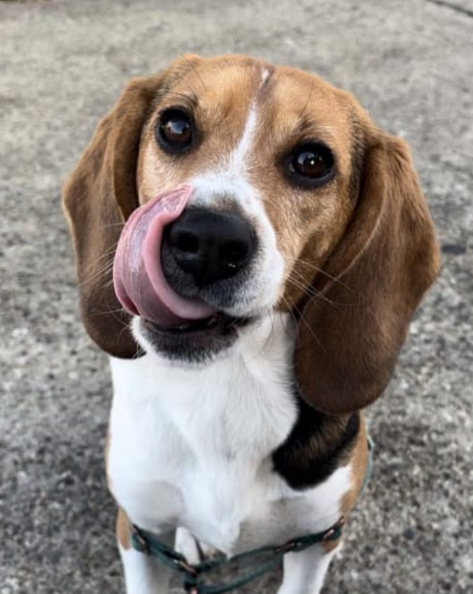 Happy #TongueOutTuesday from Copper, the BFP Alumni! How perfect is this sweet beagle baby? 🥰🐶

#beaglefreedomproject
 #beaglefreedom #bfp #freethebeagles #endanimaltesting #endanimalcruelty  #crueltyfree #beagle #beagles #crueltycutter  #endanimalexploitation #freedomfields