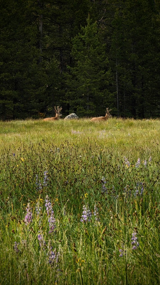 Two for Tuesday

#muledeer
#wildernessTravel
#TwoforTuesday
#NaturePhotography