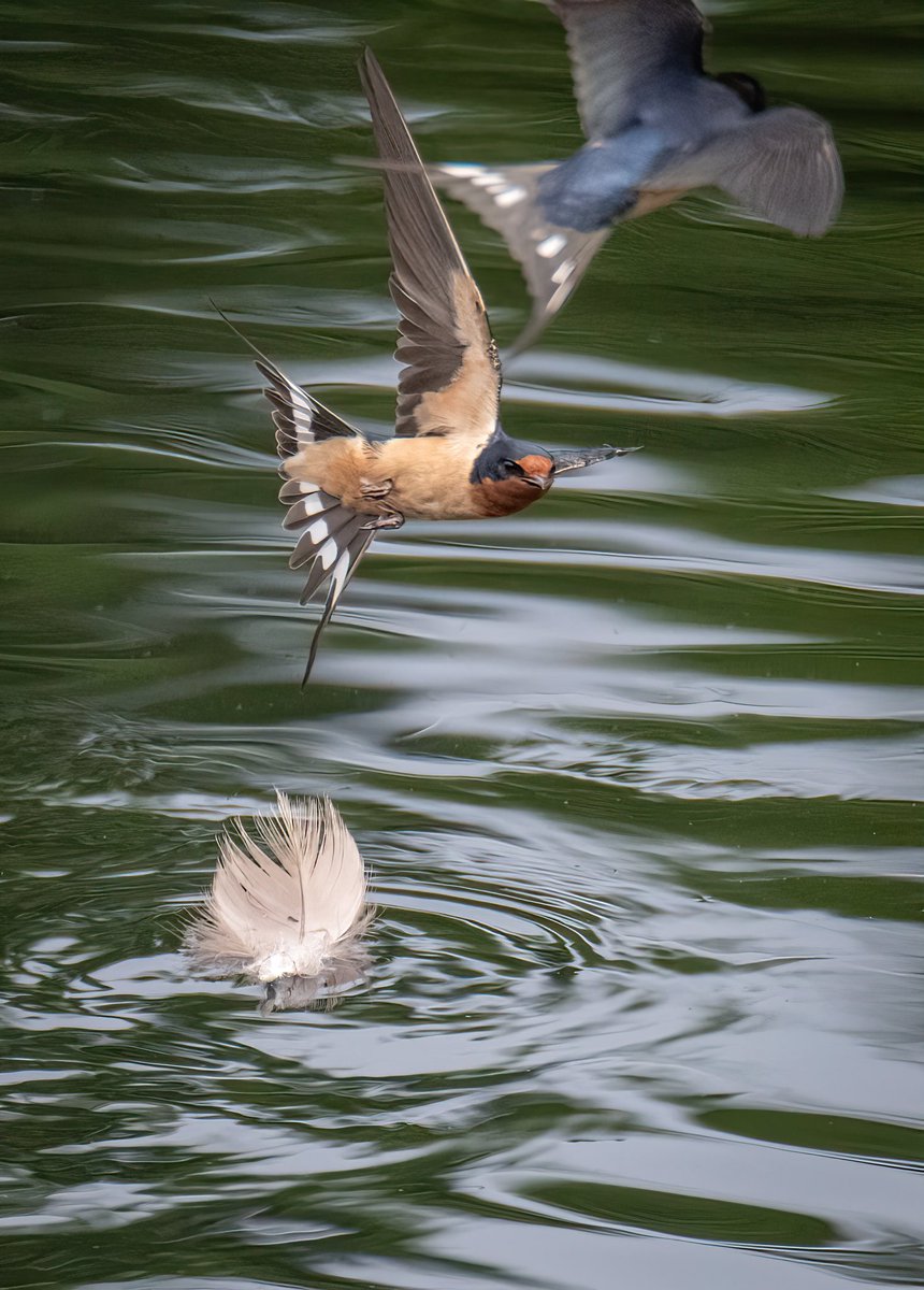 The battle for the FEATHER! 
Two Barn Swallows battling it out for the nesting material. 

#TwitterNatureCommunity #BirdsOfTwitter #BirdTwitter