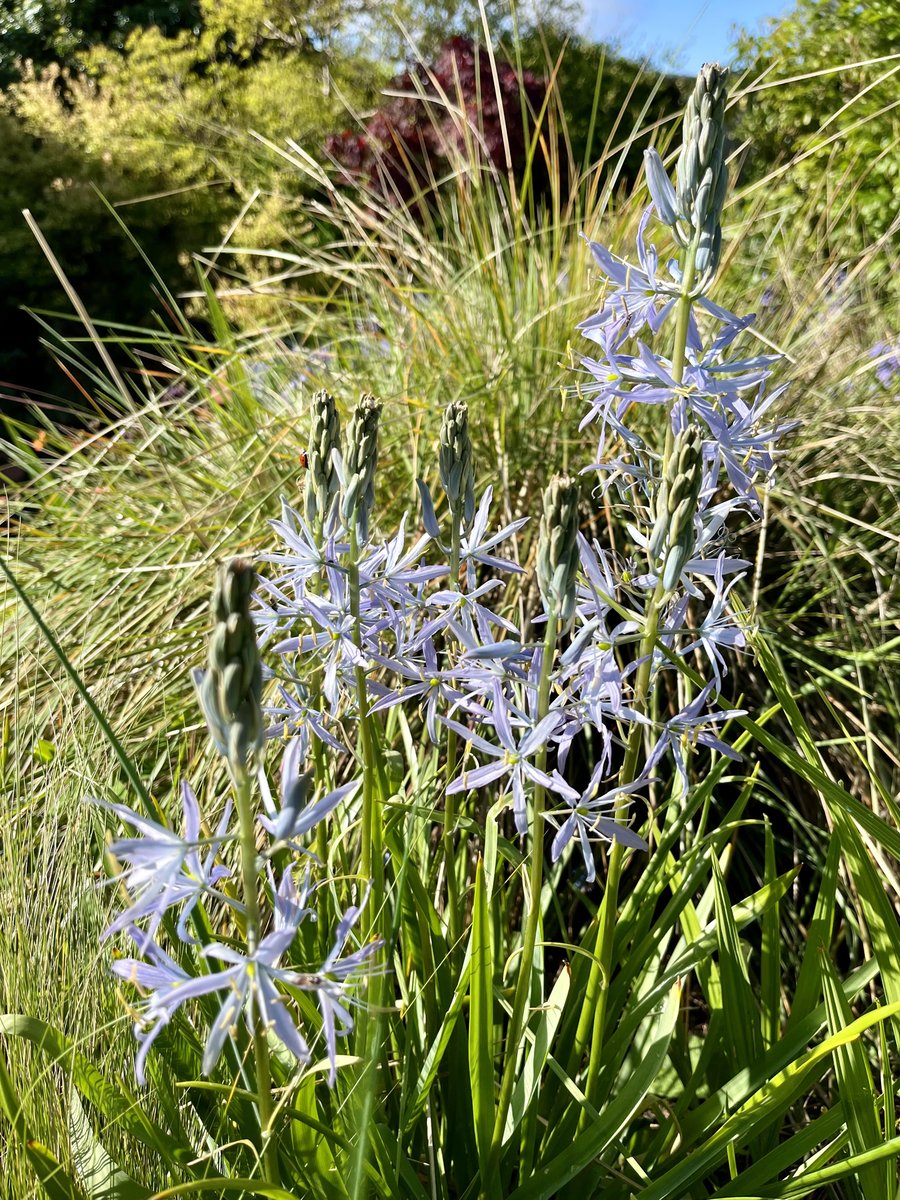 I've got no idea where this came from and it's planted itself in what should be completely the wrong conditions. Camassia prefer moist soil and this is in the driest bed. I do grow camassia in part-shade where they manage to survive my sandy soil but they are darker. #gardening