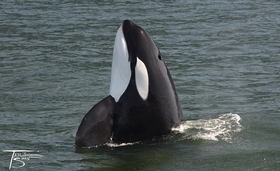 Encountering the T123's in Howe Sound. Read he full story here: buff.ly/2HYu2yP
Photo by Tasli
This is an encounter from 2015
#WhaleTales