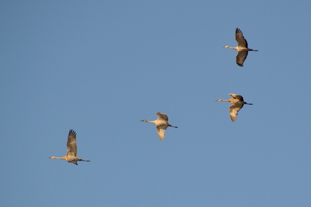 Canada is a popular spot for migratory birds, in fact, we have the oldest bird sanctuary in North America! At #LastMountainRegionalPark in #Saskatchewan, visitors can see many bird species, and learn about bird monitoring, banding & handling! What's your favourite bird? 🐦