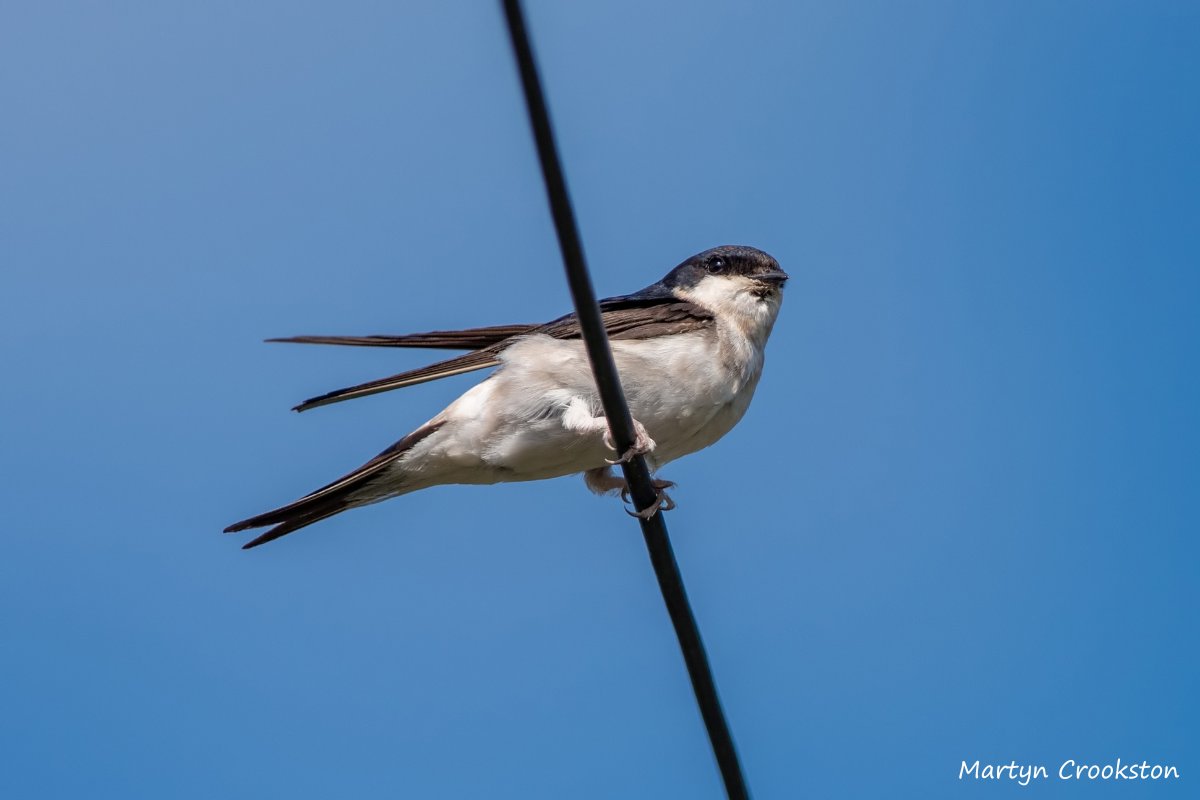 Summer visitors, such as the house martin, are starting to be spotted across the county. Did you know that these migrant birds can use the same nesting site year on year? So if you spot an empty nest, don't knock it down- it may still be used!