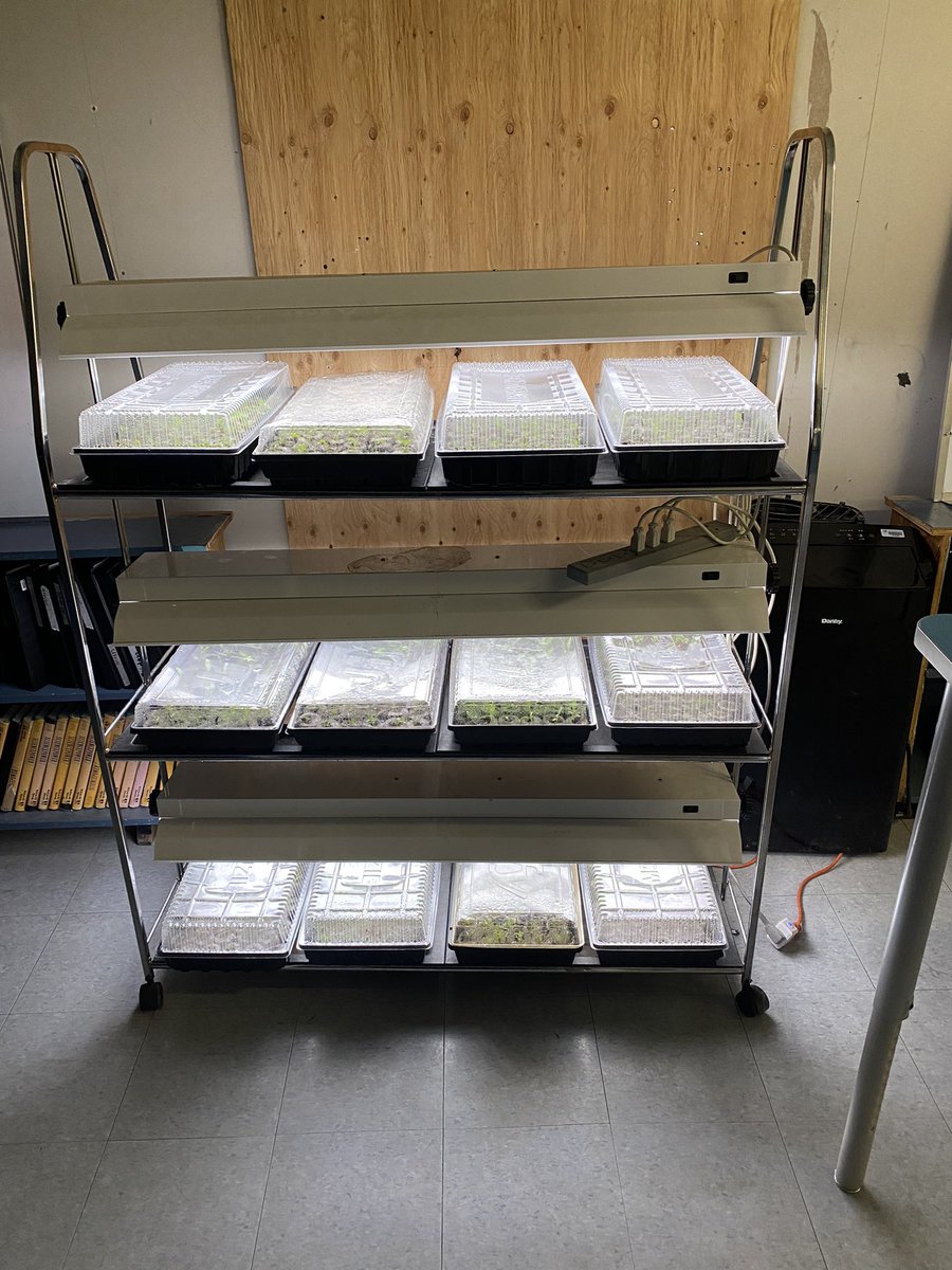 We have life! 2 different plant carts on the go. We decided to plant native wild flowers and will follow a long term plan to get them into our school green space and our school community. #gordonbell