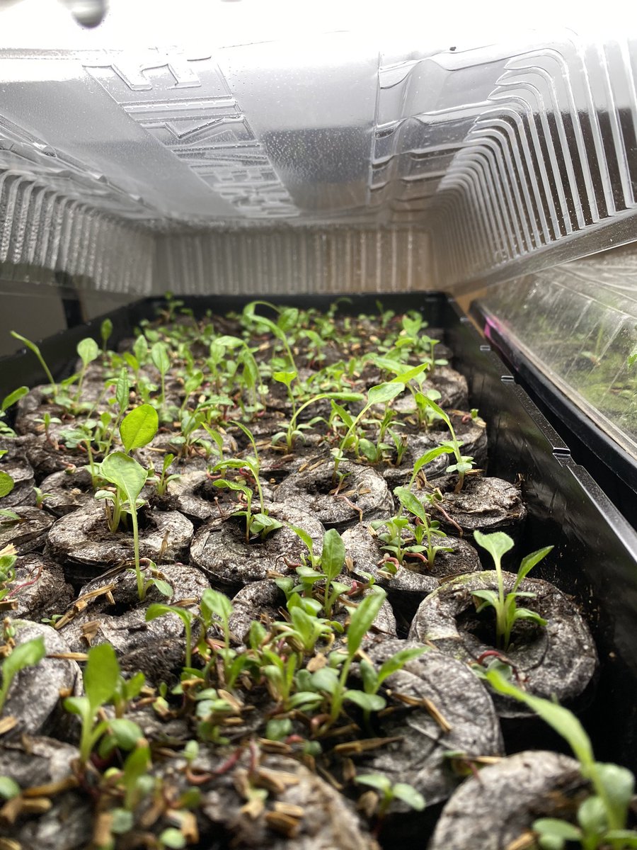 George Pearce tweet media