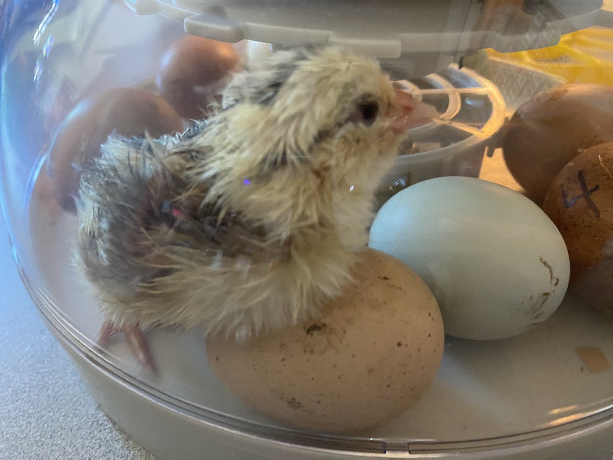MissDillon12's tweet photo. Happy Hatching Day! 🐣@CCCSD_CES  #CCCSDSaints https://t.co/vsVnteIY8e