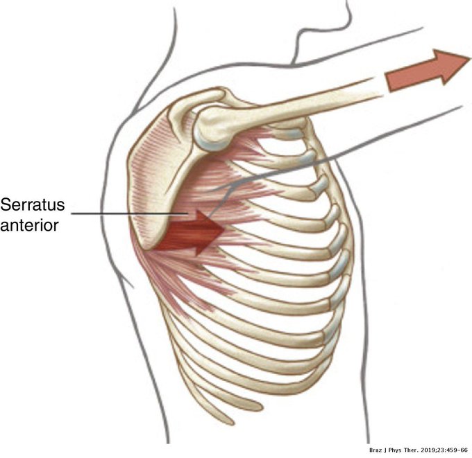 “Serratus Anterior” muscle ▪️origin👉upper eight ribs ▪️insertion👉medial border of scapula ▪️nerve supply👉lateral & superior thoracic ▪️blood supply👉 thoracodorsal arteries ▪️main action👉protraction of the scapula #shoulder #scapula ncbi.nlm.nih.gov/books/NBK53145…