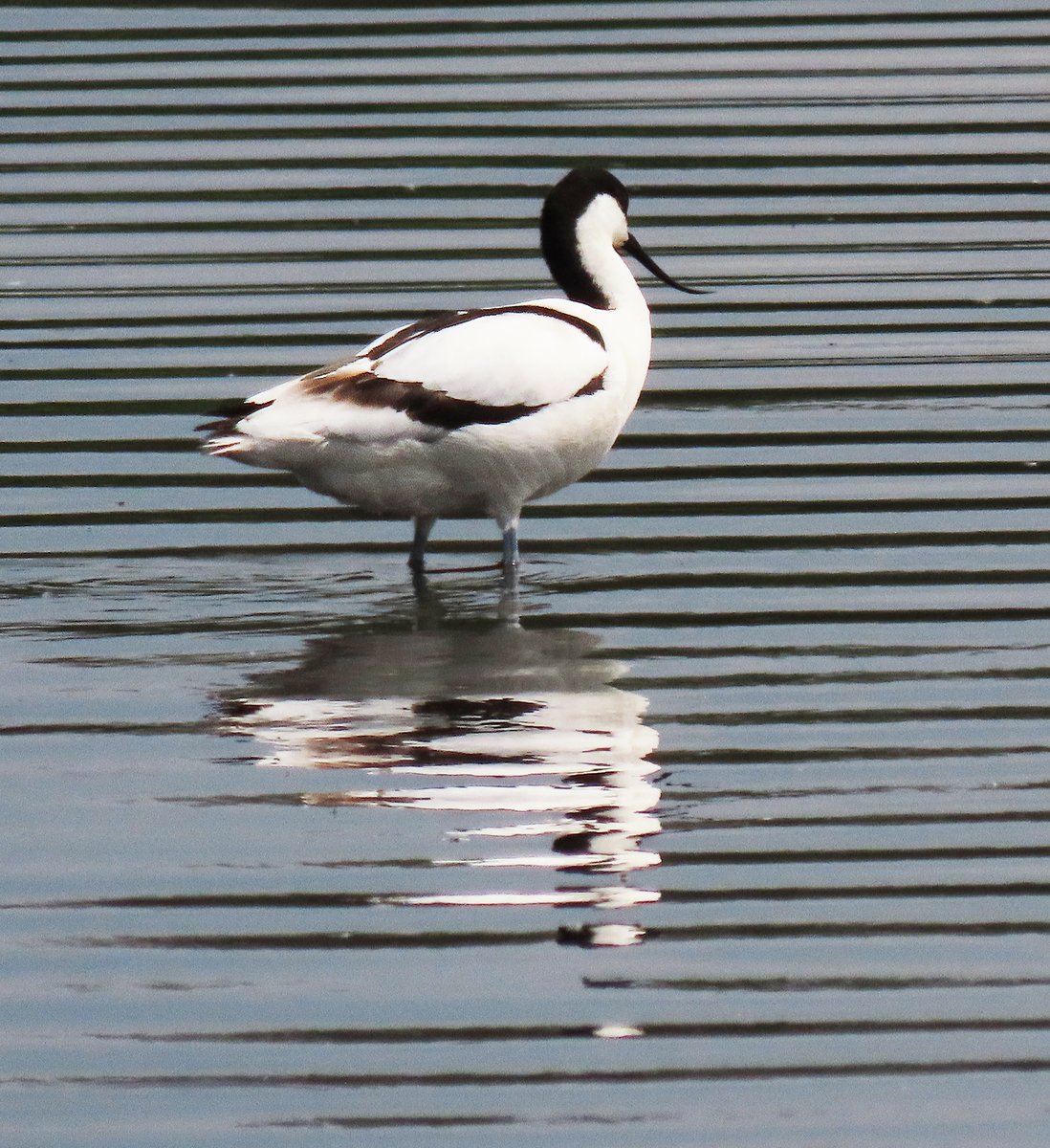 Avocet ripples and reflections 
- stripes are in!

@BBCSpringwatch