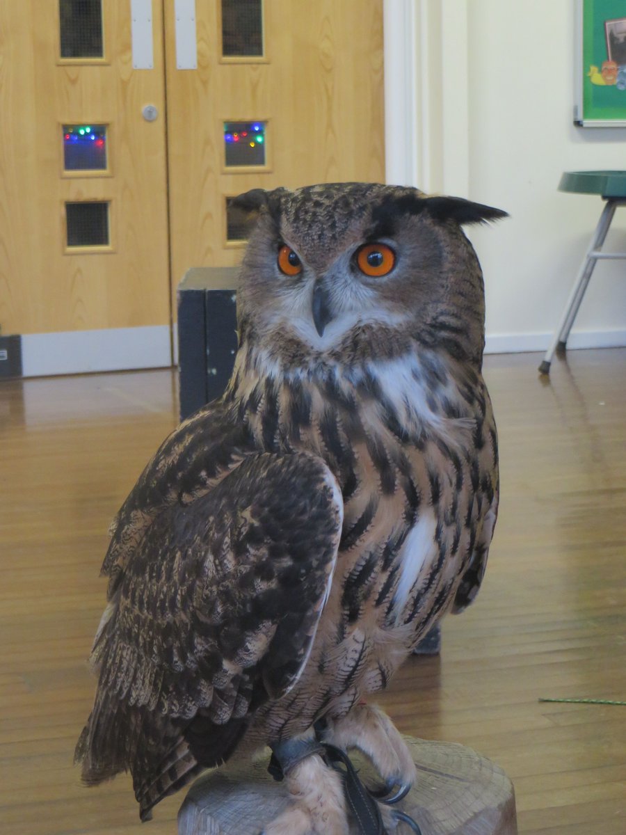 Year 2 enjoyed meeting Wayne and Katrina from the Wise Owls Birds of Prey rescue. They brought along some of their fantastic birds including Pebbles the Barn Owl, Willow the Eurasian Eagle, Storm the Harris Hawk, Piglet the Pygmy Owl and Gizmo the Southern White faced Owl.