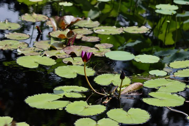 Art of the Day: 'A Water Lily Morning'. Buy at: ArtPal.com/michiale?i=130…