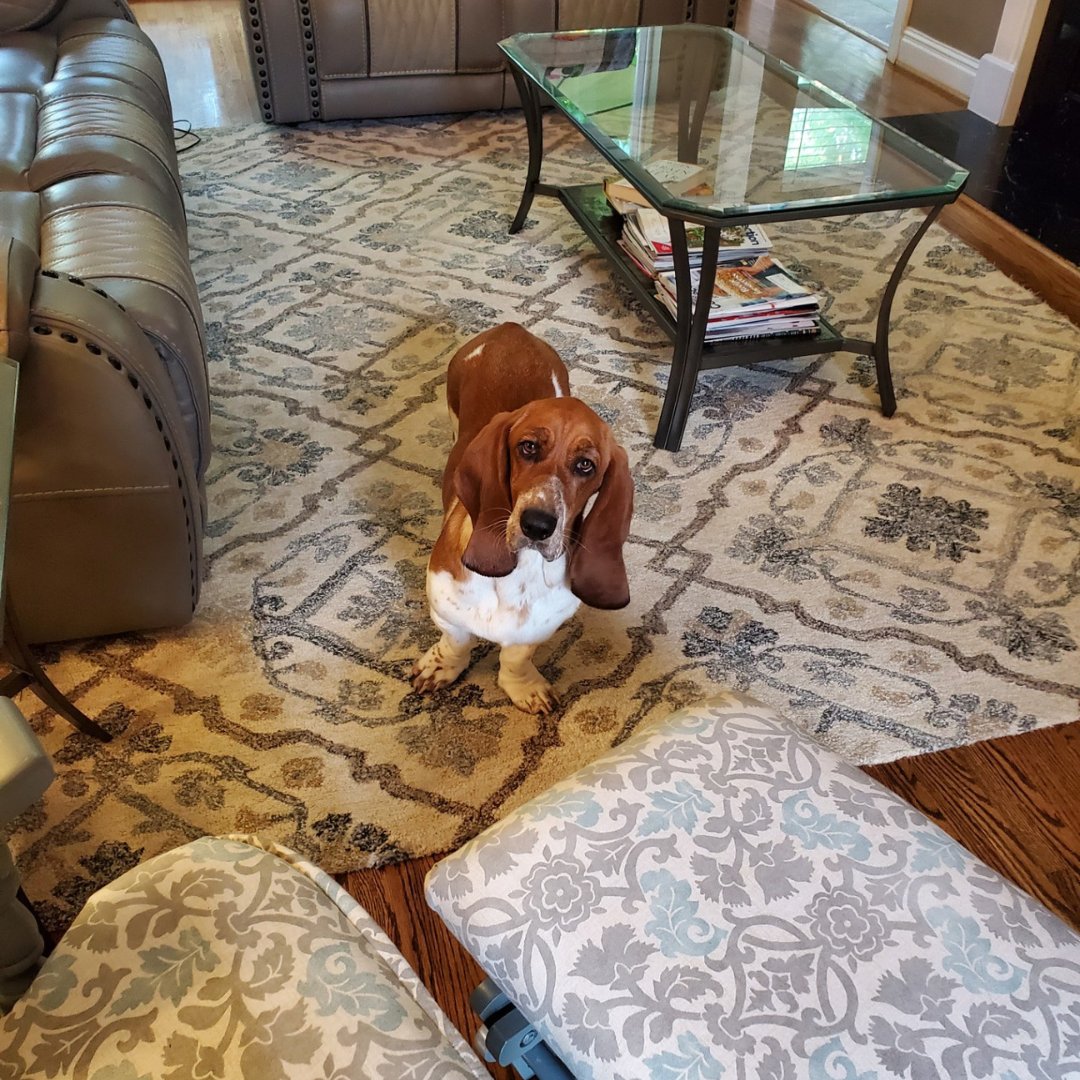 Today's Pet of the Day is a nine-month-old Basset Hound named Hazel. Her owners, Micky and Susie Price, tell WBRC FOX6 News that she loves to take naps, look cute, and chew on her fur friends.