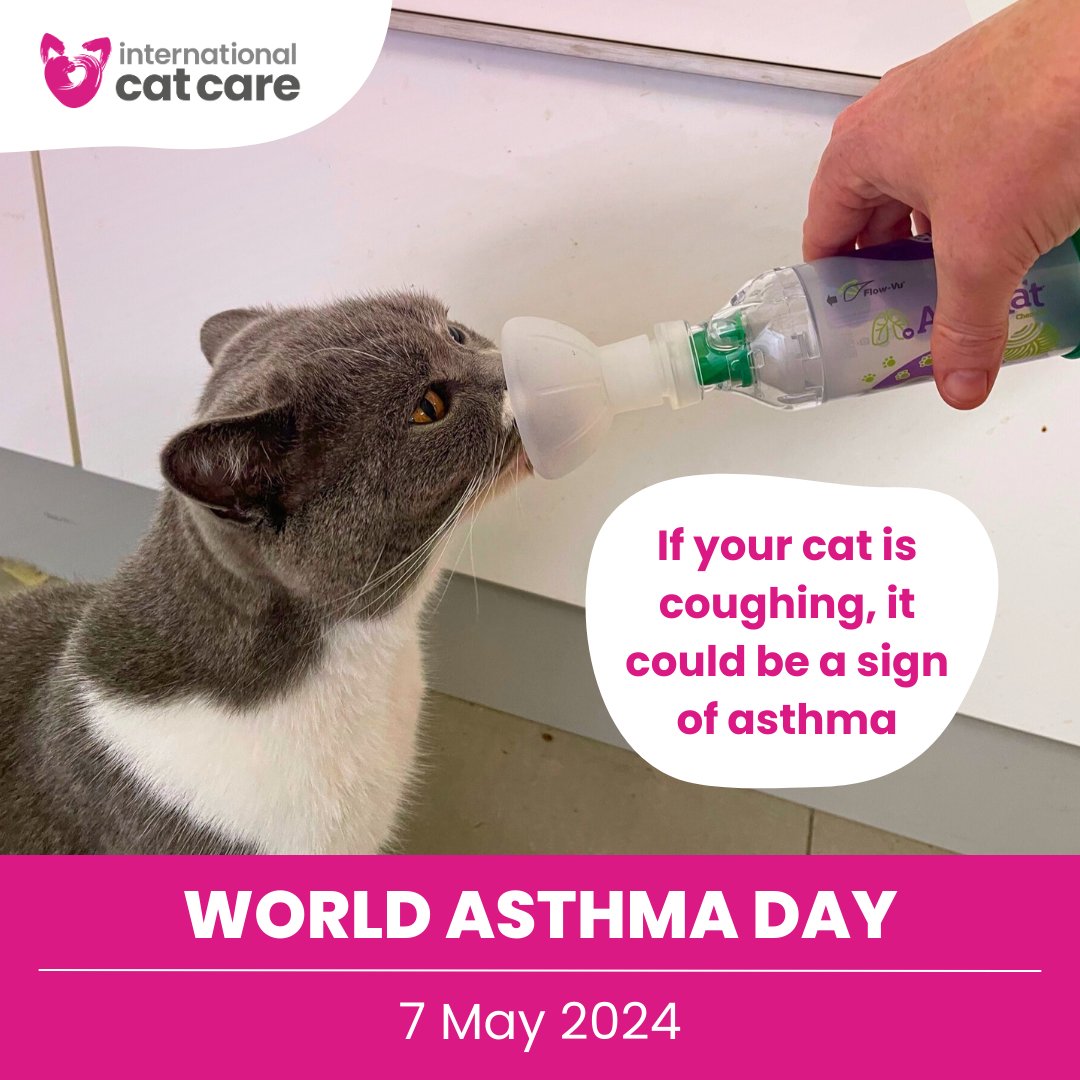 #WorldAsthmaDay Noticed your cat coughing? 🐈 Cats can get asthma, sometimes called inflammatory airway disease, and coughing could be a sign. Find out more about the symptoms, diagnosis, treatment, and inhaler training 👉 icatcare.org/advice/asthma-… #Cats