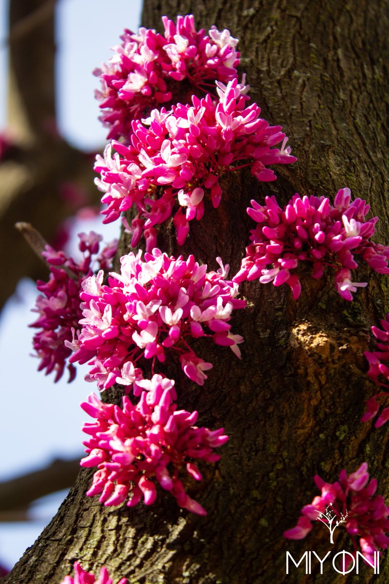 The vibrant Redbud blossoms grace the side of the tree, kissed by the sun's radiant glow

#treetuesday #photography #nature #naturelovers #canonphotography