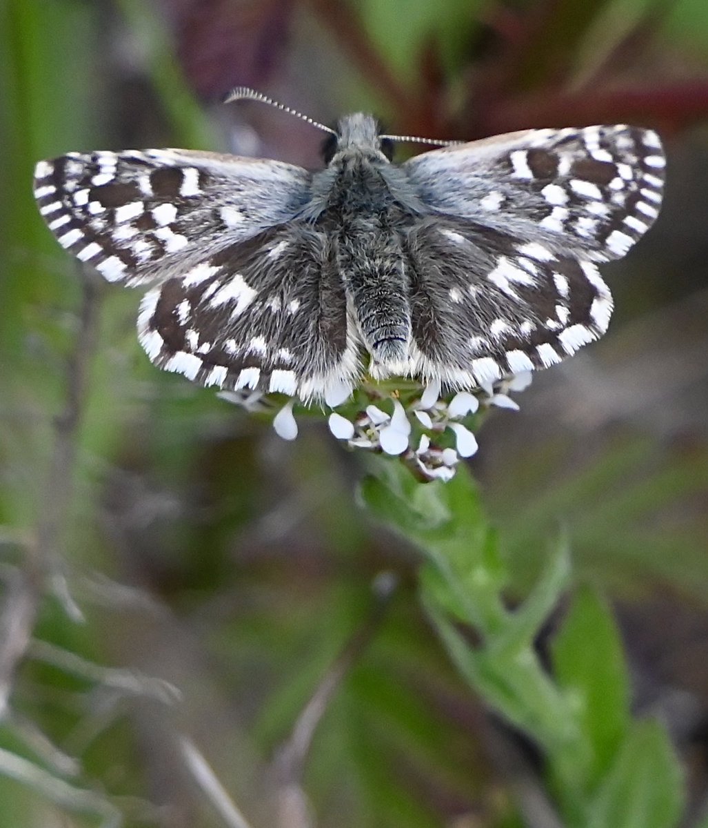 My first Grizzled Skipper of the year at Dungeness this morning, also had 2 more individuals close by this afternoon as well. @savebutterflies @ukbutterflies