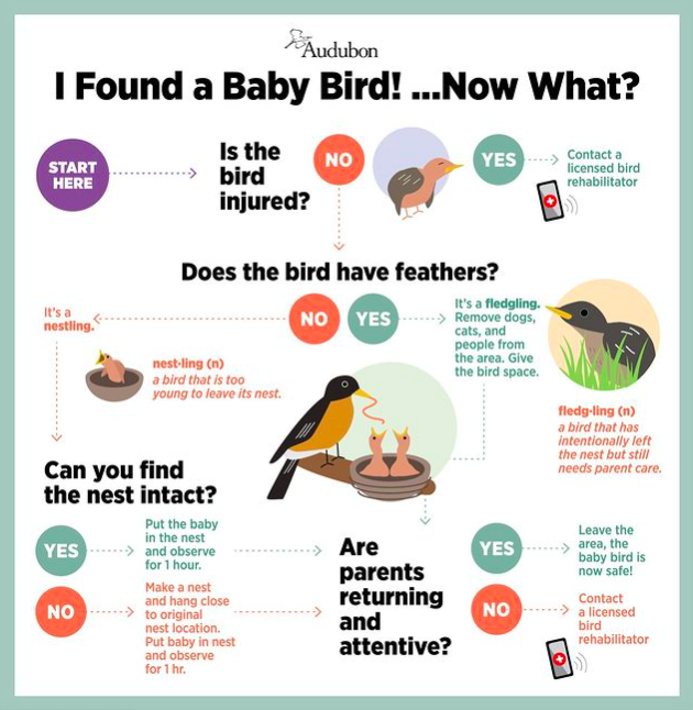 Baby birds will soon be upon us, so please share widely . The more babies that stay in the wild the better. Why you ask? Well, wild babies ALWAYS do better with their parents & if the baby isn't injured, keeping it out of rehab centres saves our precious resources.