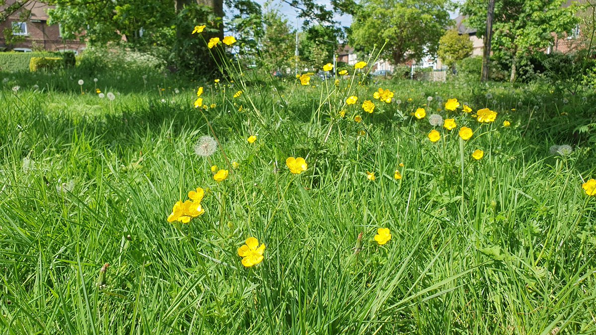 Good to see @Go_CheshireWest are helping pollinators and birds by following a #NoMowMay approach to green spaces and verges. Not only is this good for #biodiversity but also reduces CO2 emissions from mowing operations, and look how colourful those buttercups are! @Love_plants