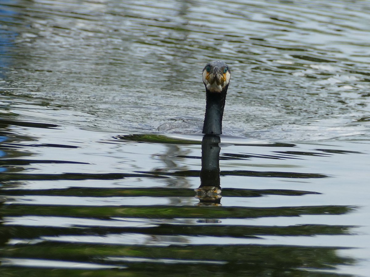 Greeted back to our mooring by this prolific fisher! #Cormorant