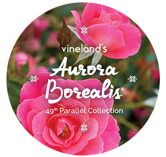 49throses tweet media