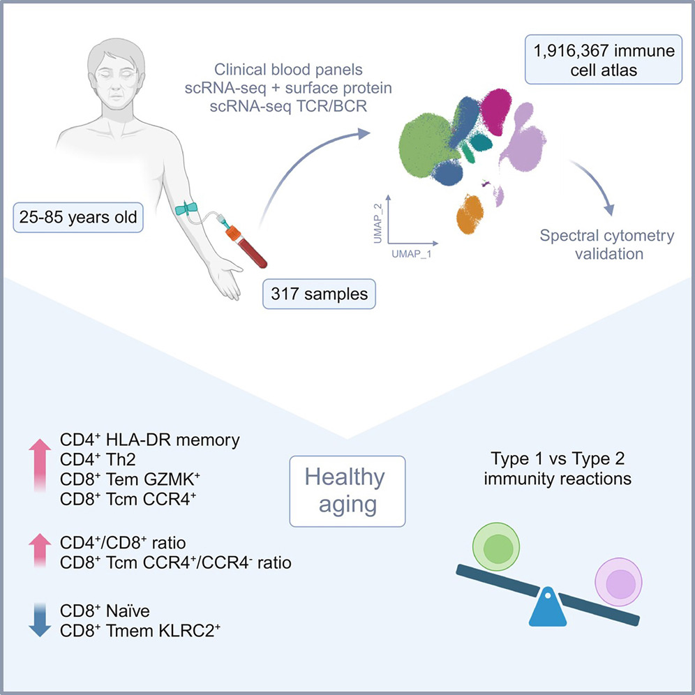 Healthy human aging: From ∼2M cells that described 55 subpopulations of blood immune cells, 12 subpopulations changed with age! @ImmunityCP doi.org/10.1016/j.immu…