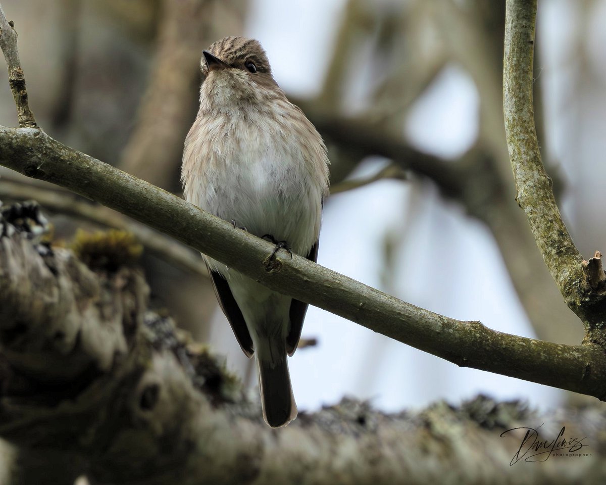 The first spotted flycatcher of 2024. It's great to see my favourite bird back.