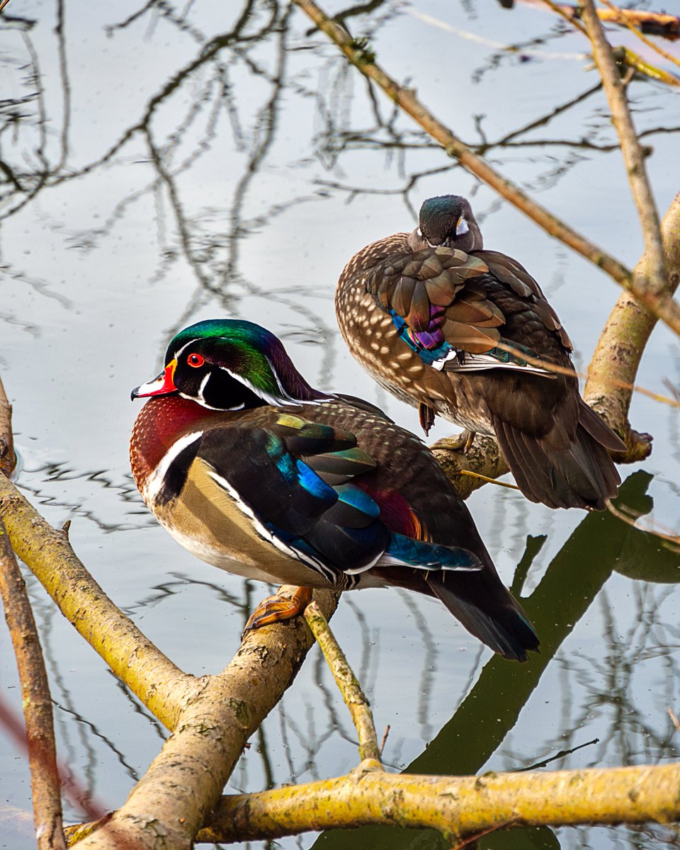 @kirola_hemant This pair of wood ducks are quite beautiful I find.
#ThePhotoHour #TheDuos