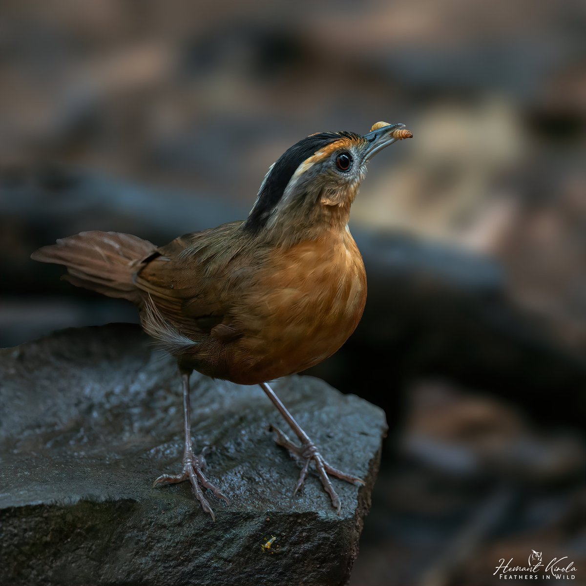 Our today's special 'Bird With the Food'. Let's fill the X with your bird pic with food. My lifer no. 1053 (out of 1057) Javan Black-capped Babbler #IndiAves #ThePhotoHour #BirdWithTheFood
