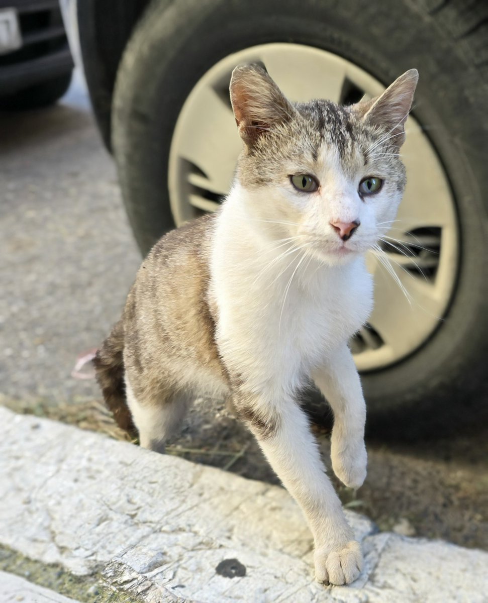 Eigentlich wollte ich heute ja mal eine Katze aus Albanien posten. Habe dort während meines Ausflugs aber keine einzige gesehen. 
Katze des Tages dann heute dieses neugierige Straßenkätzchen aus Kerkyra (Korfu Stadt). 🙂