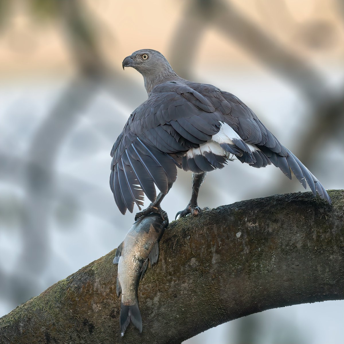 One more for 'Bird With the Food'.  Let's fill the X with your bird pic with food.

Grey-headed Fish Eagle

#IndiAves #ThePhotoHour #BirdWithTheFood