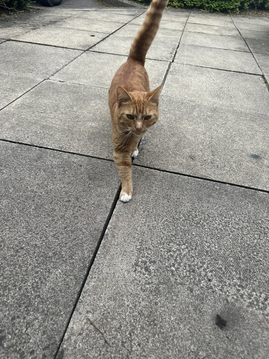 This little dude keeps trying to come in! So tempted to have a @CellarTrust office cat 🐈 🤣💕