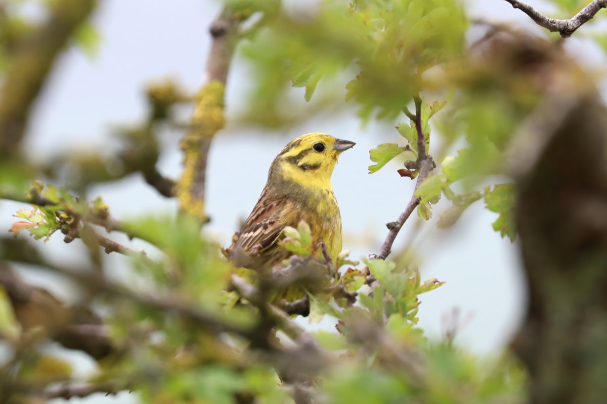 Also Yellowhamer, a bird that was common around the Staines area before the reservoirs went in. Corn Buntings went the same way at Staines sadly.