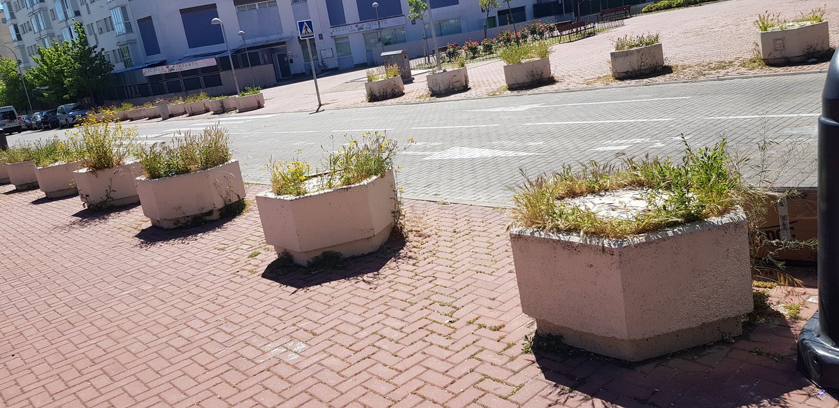 FerminPSJ's tweet photo. @Lineamadrid ¿quién se ocupa del mantenimiento y limpieza de estos pivotes que colocó el @MADRID para proteger una zona peatonal en la c/Playa de San Juan 1-3 del distrito de Barajas? Los jardineros de la zona dicen que ellos no. Por favor, pedid una limpieza.  Gracias. https://t.co/kKi3H2E5Dg