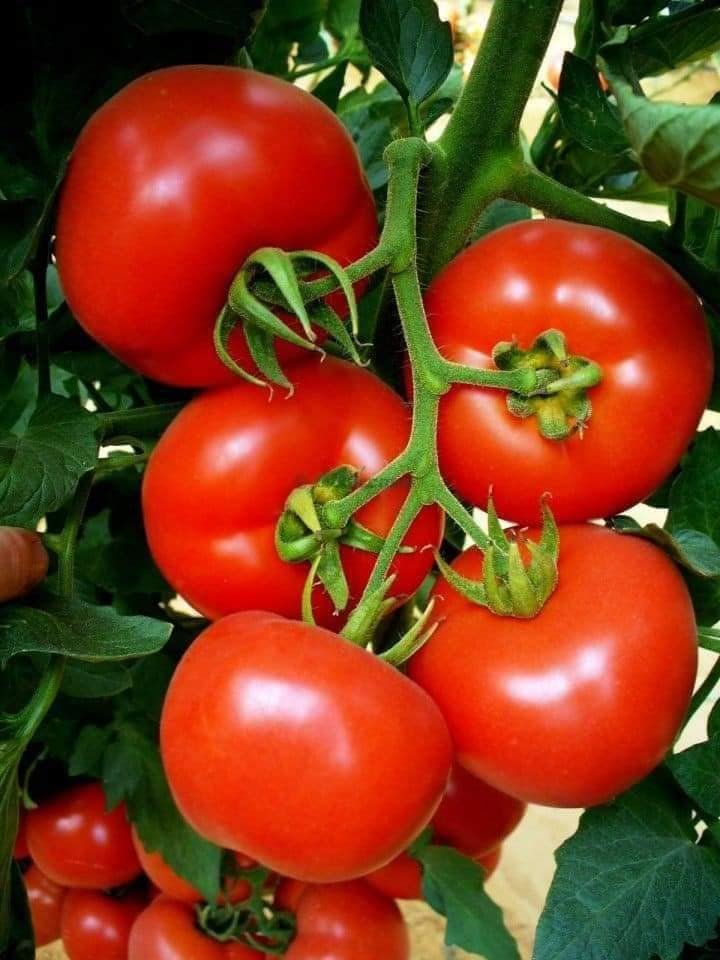 5 Things to Consider Before Farming Tomatoes!