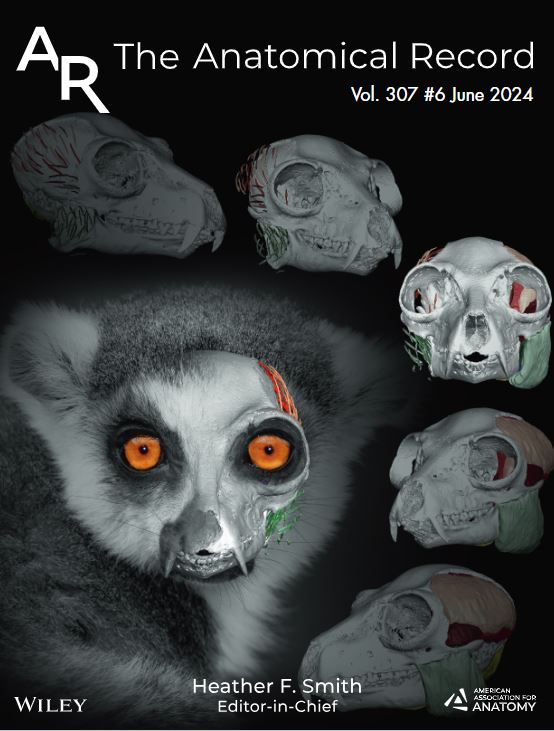 Our June issue is now out! Cover article visualizes lemur masticatory muscle fascicles in 3D space in comparative primate study w/diceCT. Fascicle properties reveal adaptation to diverse diets hinting at evolutionary flexibility (Dickinson et al., 2024) anatomypubs.onlinelibrary.wiley.com/toc/19328494/2…