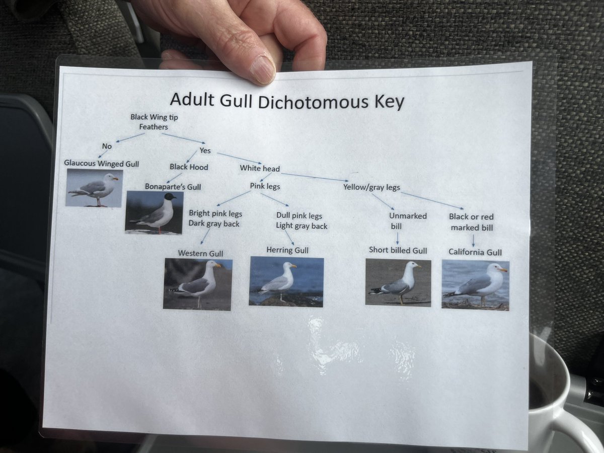 I had a random guy pull out and show me a gull dichotomous key while birding