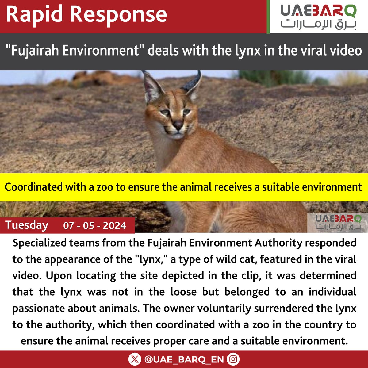 '#Fujairah Environment' deals with the lynx in the viral video. #UAE_BARQ_EN