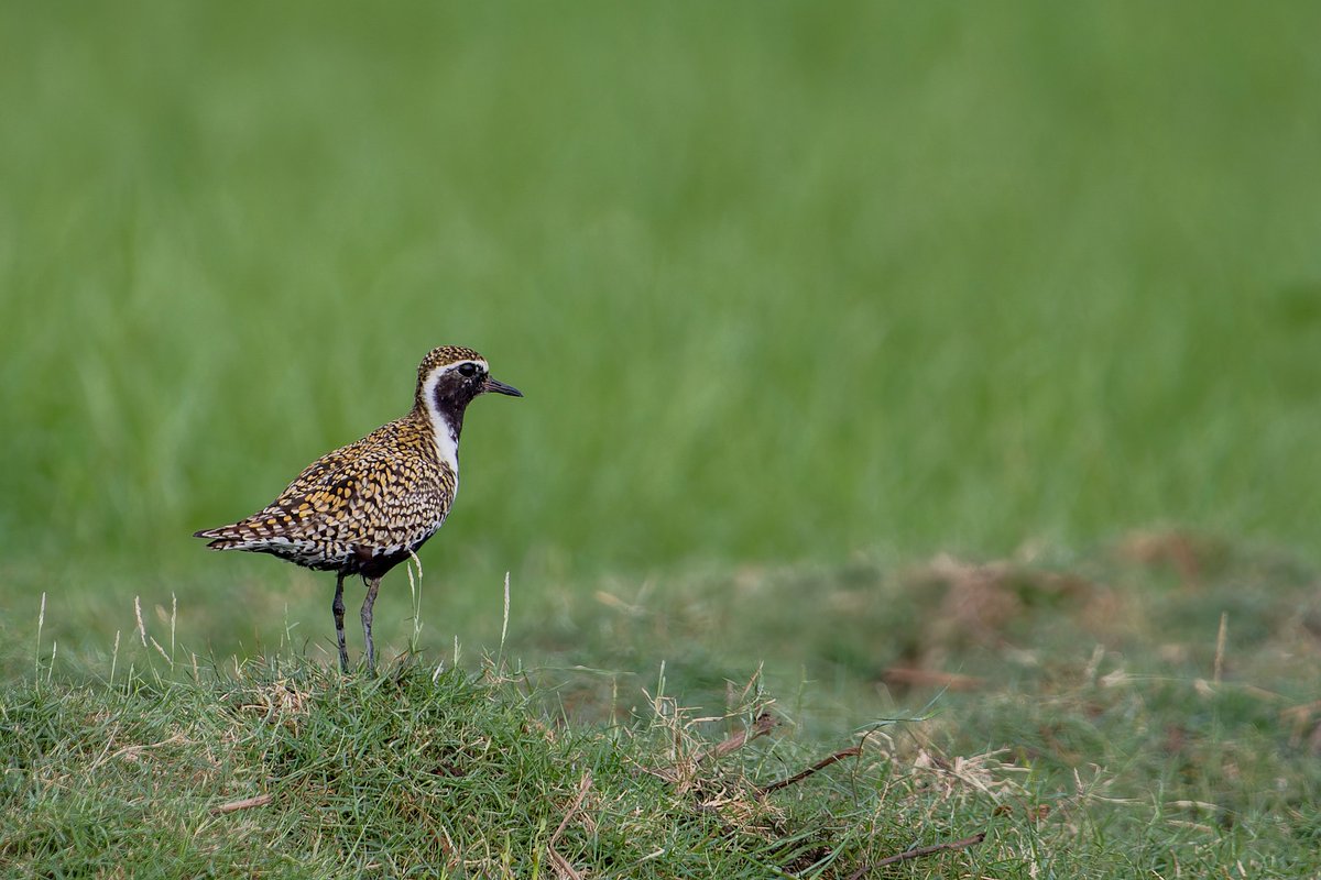 It's a #WaderWeek kind of #FunFactFriday... ...starring the Golden Plover! The name 'plover' is believed to come from the Latin word 'pluvia', meaning ‘rain’, as it was thought that plovers gathered together when it was about to rain. 🤔 scotlink.org/species/golden…