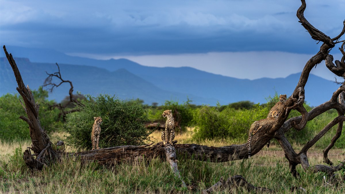 | 'Guftagu'... Family time for a chat!!! | Shompole, Kenya... |
#CheetahCubs #Kenya #Shompole #Wilderness #ketanvikamsey #KVKliks #EarthCapture #BBCEarth #NatgeoIndia #nationalgeographic #BBCWildlifePOTD #YourShotPhotographer #NatgeoYourShot #Christina_Shorter #Kristen_McNicholas