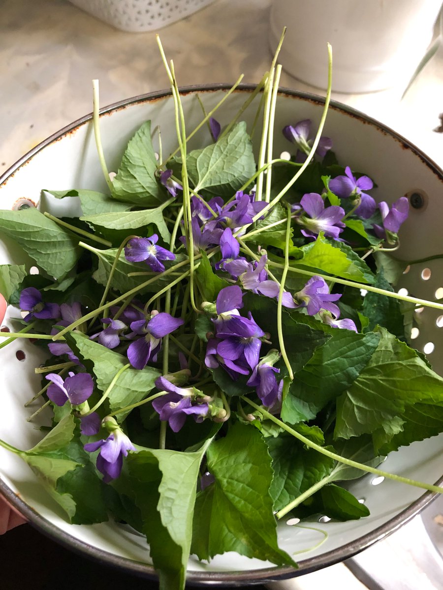 Recipe for #taurusseason Violet-marshmallow throat lozenges! #Taurus #herbalism