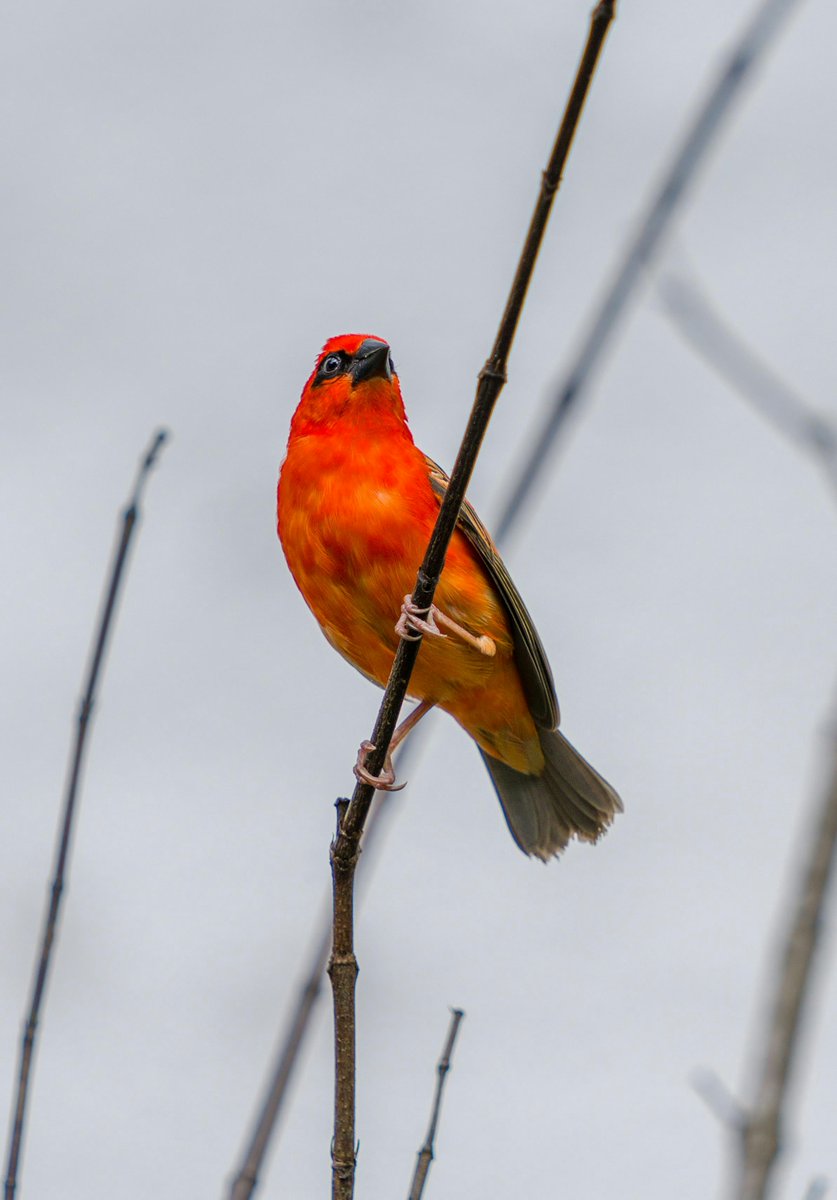 Beautiful red fody 🐦🇸🇨

#birds #birdwatching #Seychelles
