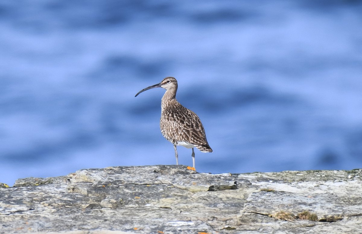 Whimbrel, on the far Northern edge of #Papay, next stop Iceland? #Orkney #whimbrel #BirdsSeenIn2024