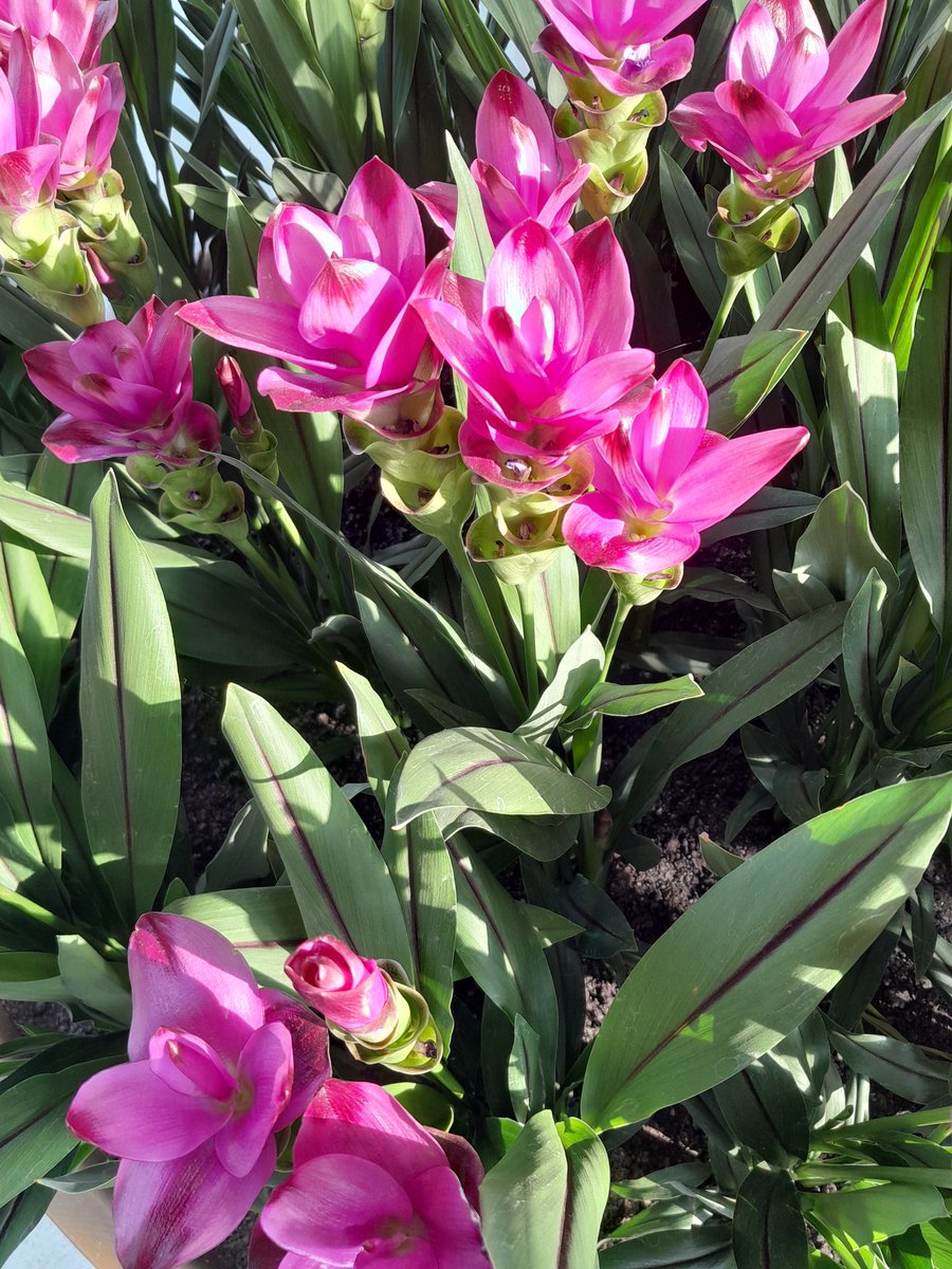 #gardens #nature #cuidaekambiente #stoppollution #jardin #nature #flores #gardening #gaedeners #fleurs