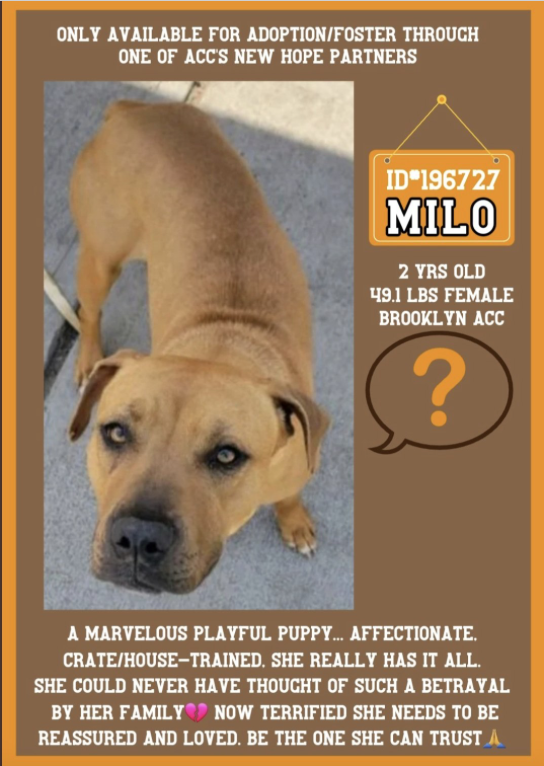 #PuppyOfTheDay #AdoptMe #SaveThePuppies
Is 😌MILO, sweet 2yr old brought in with her fur-brother SOLO who is on death row at NYCACC. Both owner surrenders, their paw-parents couldn't afford their care any longer. 😌MILO is not aggressive in ANY way, just so afraid of the strange