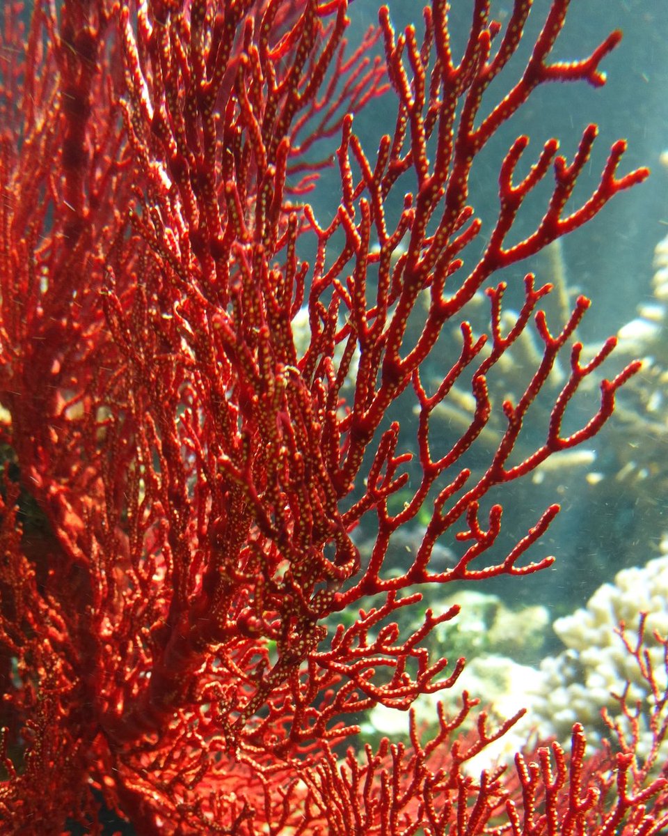 #FPA2Projects The Sorbonne University is leading a 3-year project, we proudly support, to restore red coral populations in the Mediterranean. 🪸 This is marine conservation in action! Learn more about the project: bit.ly/3Jyj98r #redcoral #mediterranean ©Lucile Courtial