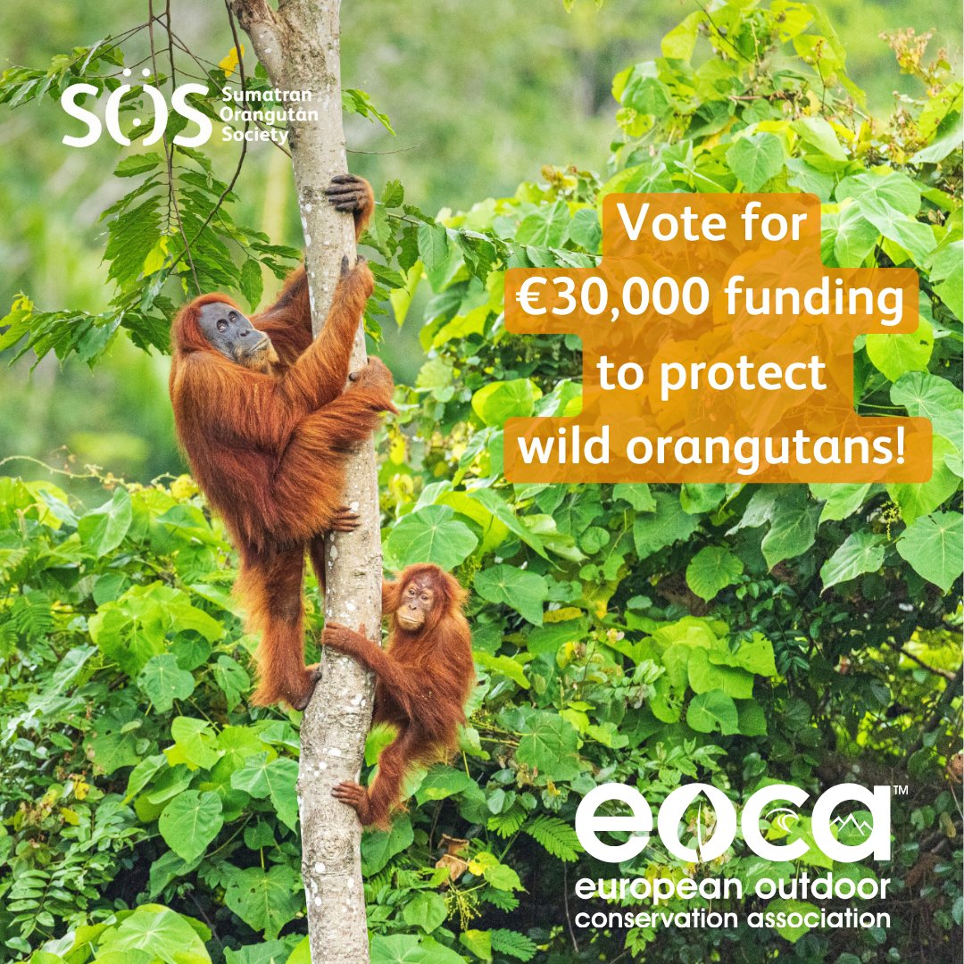 Vote for €30,000 funding to protect wild orangutans! @ConserveOutdoor has shortlisted SOS as a potential recipient of €30,000 funding and now the decision will be made by public vote. Please vote, and share this opportunity with others! eocaconservation.org/our-projects/p…