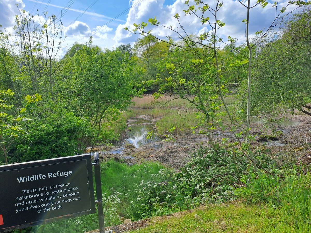 After many years of lobbying, the Lee Valley Regional Park Authority are finally returning water to the Middlesex Filter Beds. Sadly, we've heard that no wildlife living on site was translocated before contractors began work.