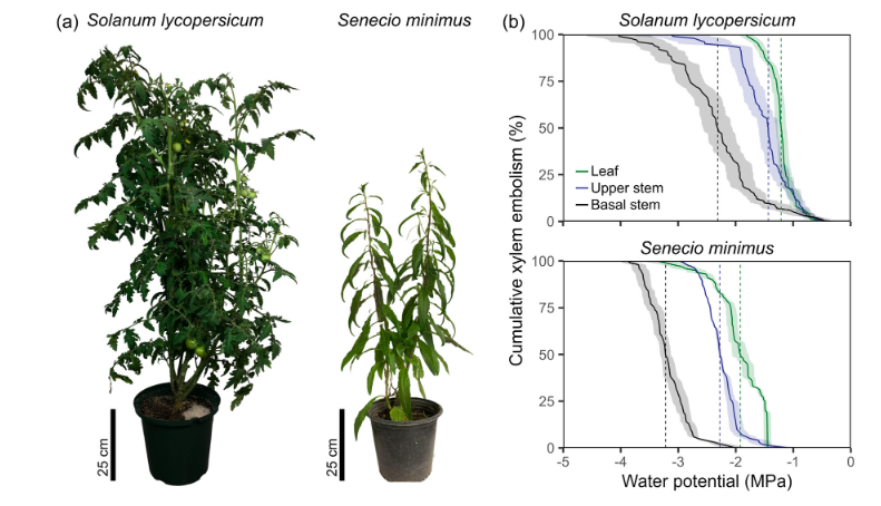 Investigating embolism resistance in herbaceous stems like tomato and fireweed provides key insights into drought adaptation. Secondary growth at the stem base enhances resilience, vital for plant survival strategies! More ⤵️ onlinelibrary.wiley.com/doi/epdf/10.11… @wileyplantsci #OpenAccess