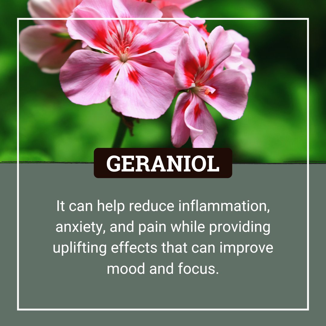 It's Terp Tuesday! Discover Geraniol, a sweet-scented terpene from geraniums, known for reducing inflammation, anxiety, and pain while boosting mood and focus. #TerpTuesday #Geraniol Education only, 21+